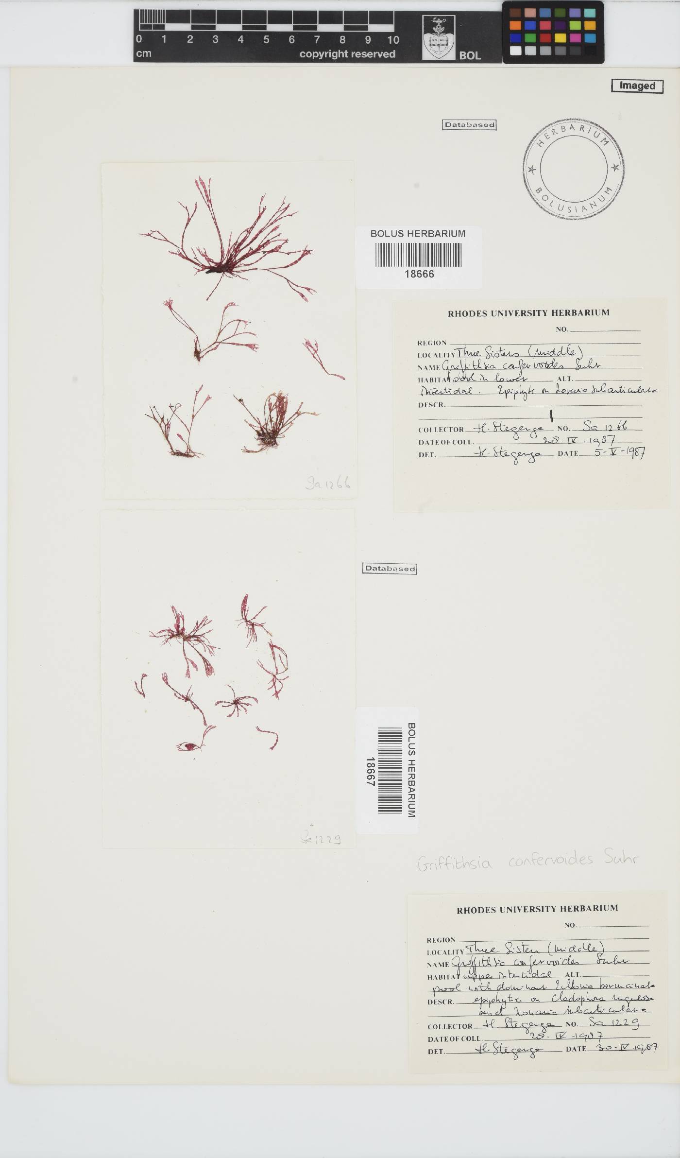 Griffithsia image
