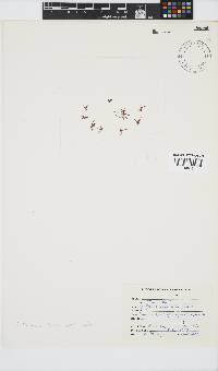 Griffithsia confervoides image