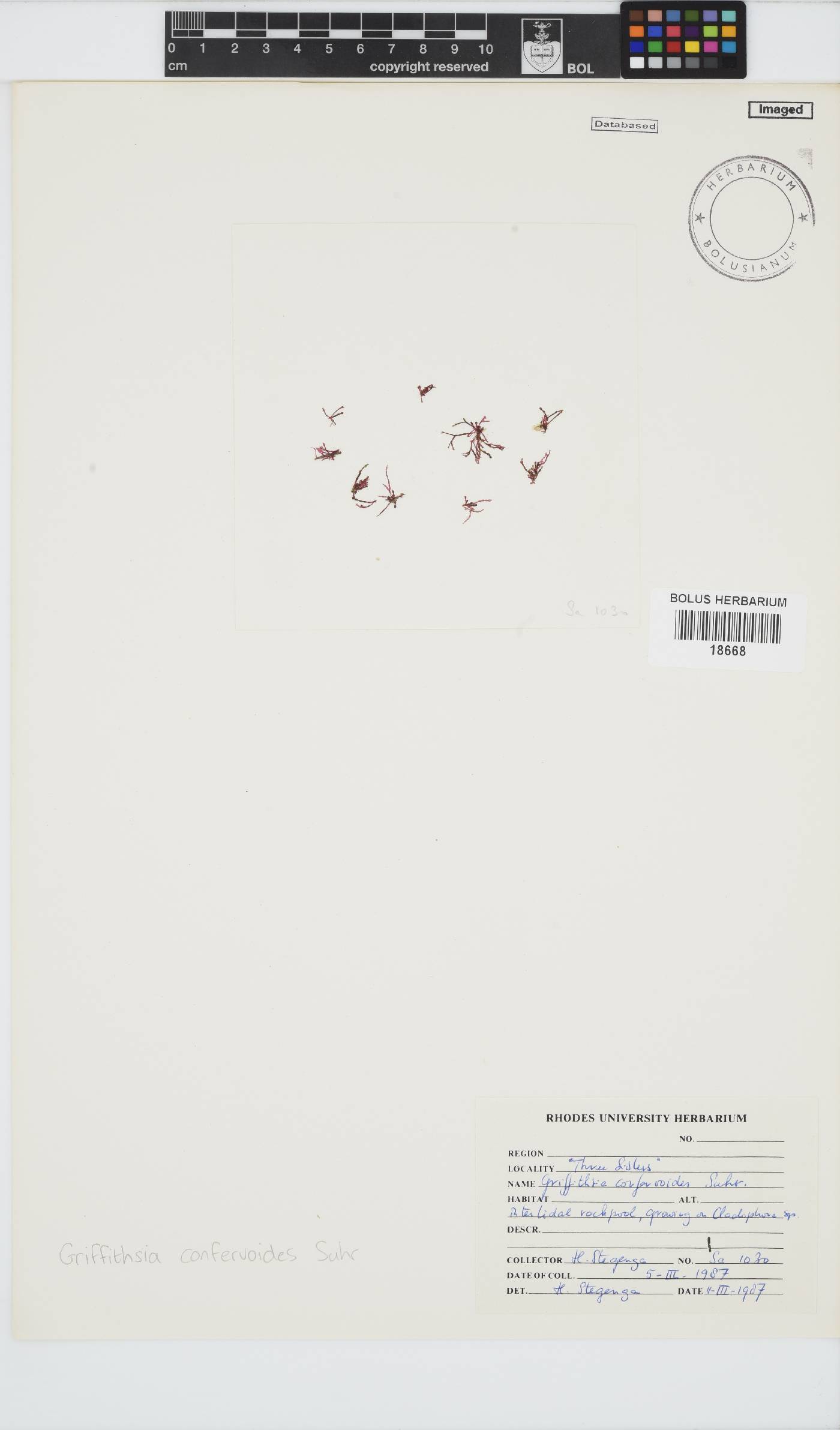 Griffithsia image