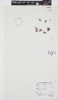 Griffithsia confervoides image