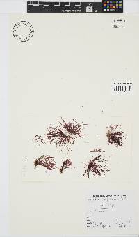 Griffithsia confervoides image