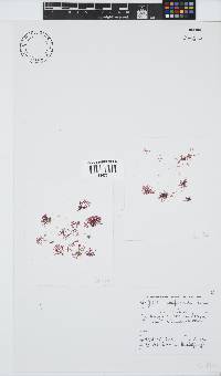 Griffithsia confervoides image