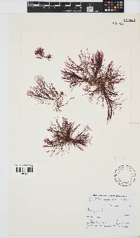 Griffithsia confervoides image