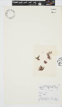 Griffithsia confervoides image