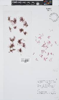 Griffithsia confervoides image