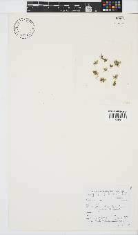 Griffithsia confervoides image