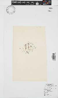 Griffithsia confervoides image