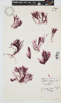 Griffithsia confervoides image