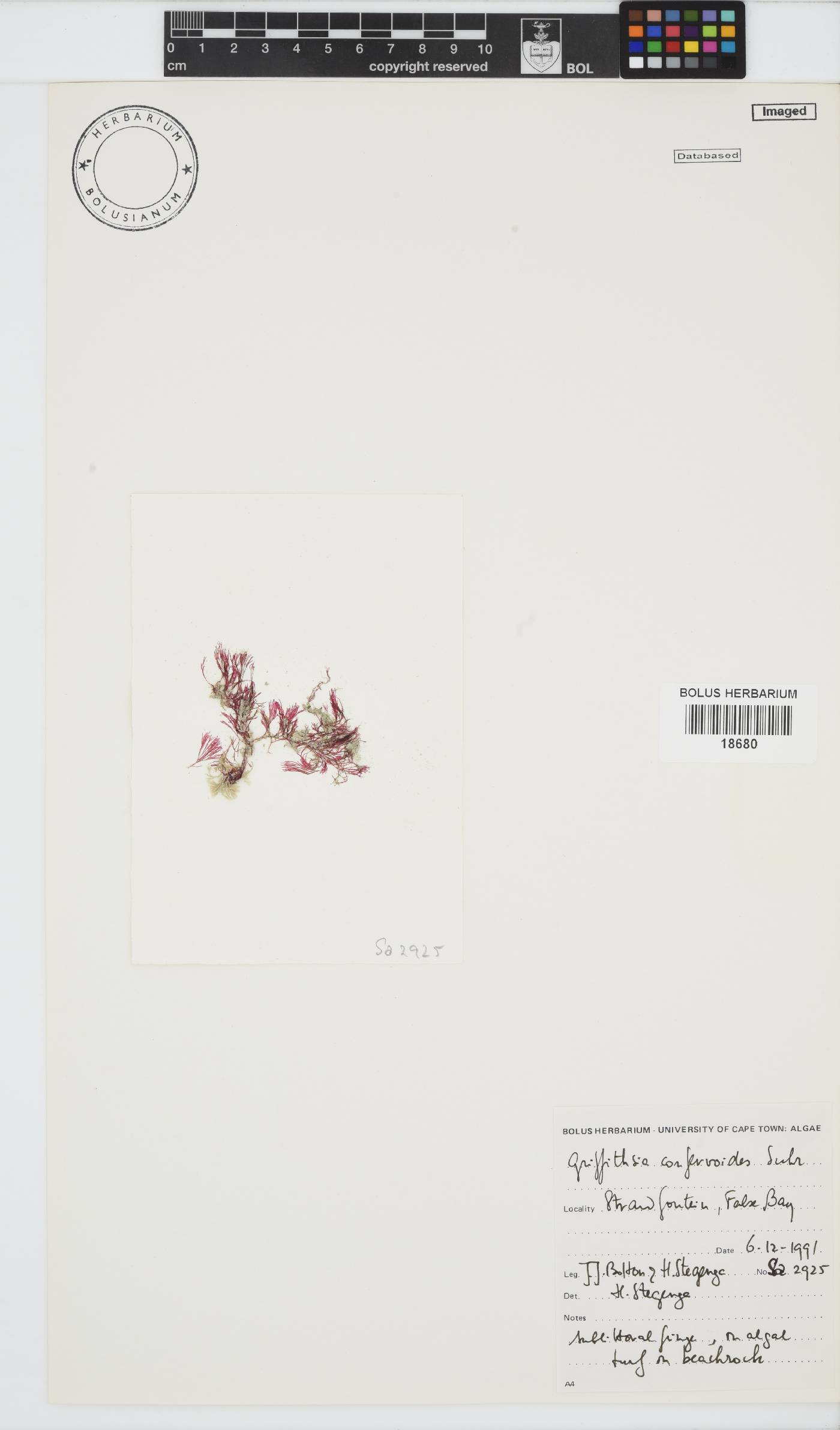 Griffithsia confervoides image