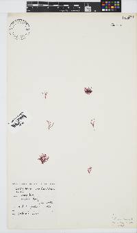 Griffithsia confervoides image