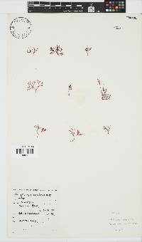 Griffithsia confervoides image