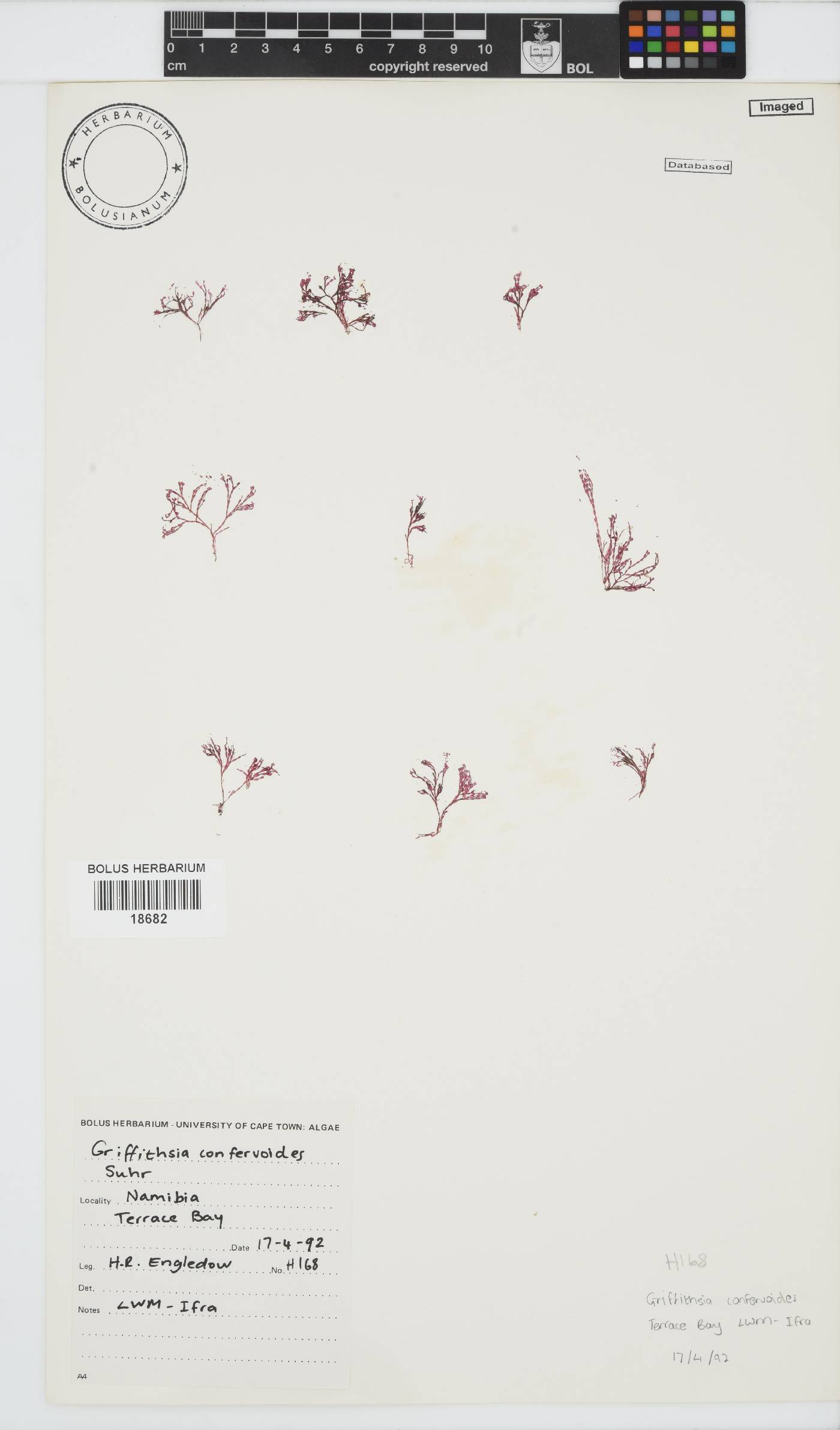 Griffithsia confervoides image