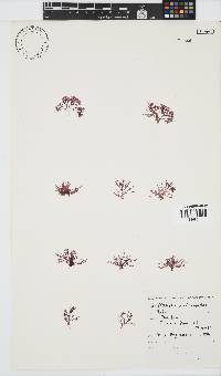 Griffithsia confervoides image