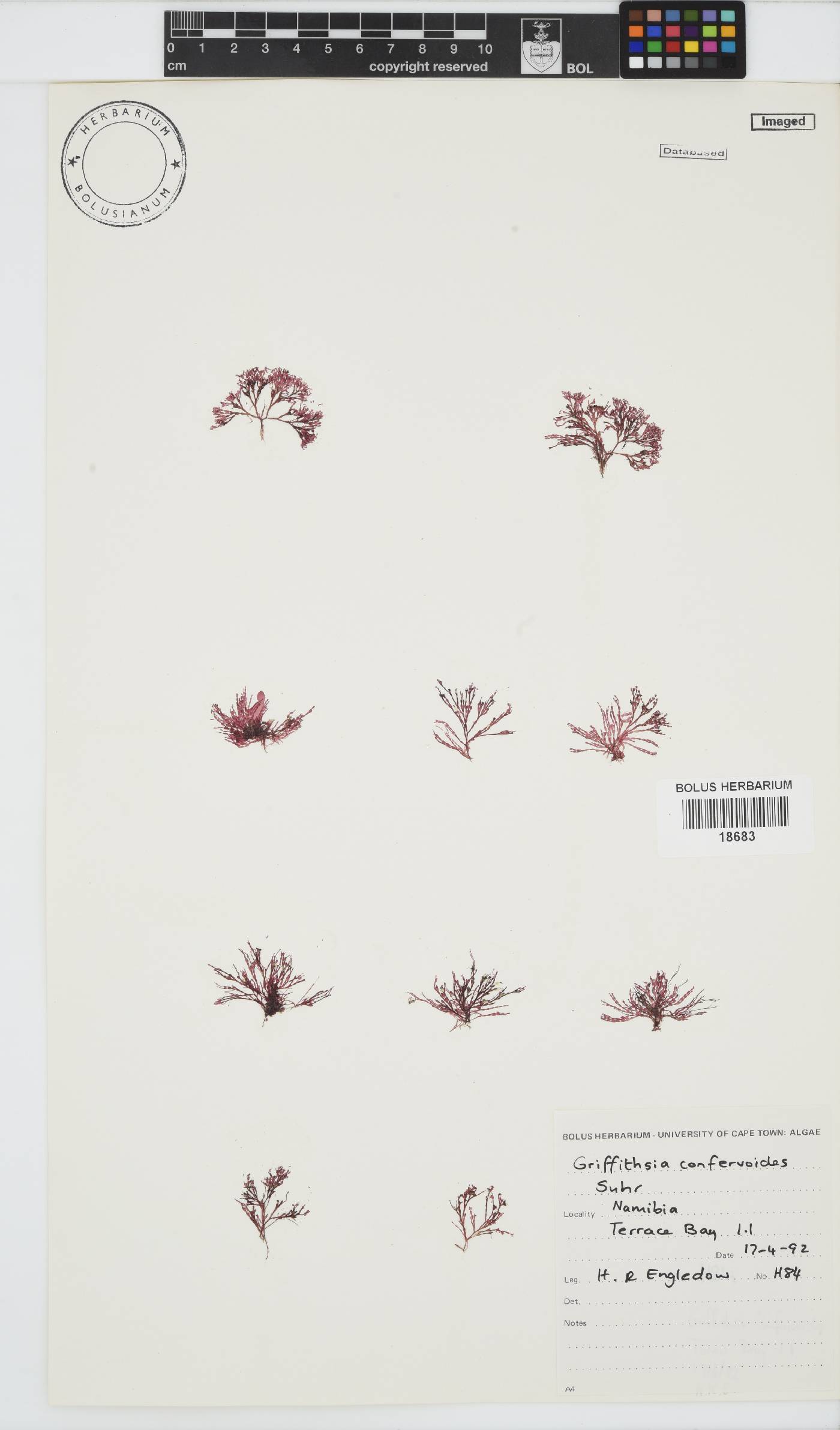 Griffithsia image