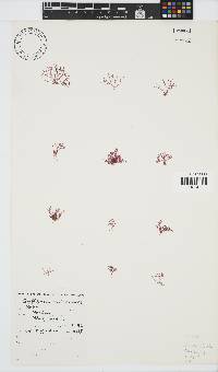 Griffithsia confervoides image