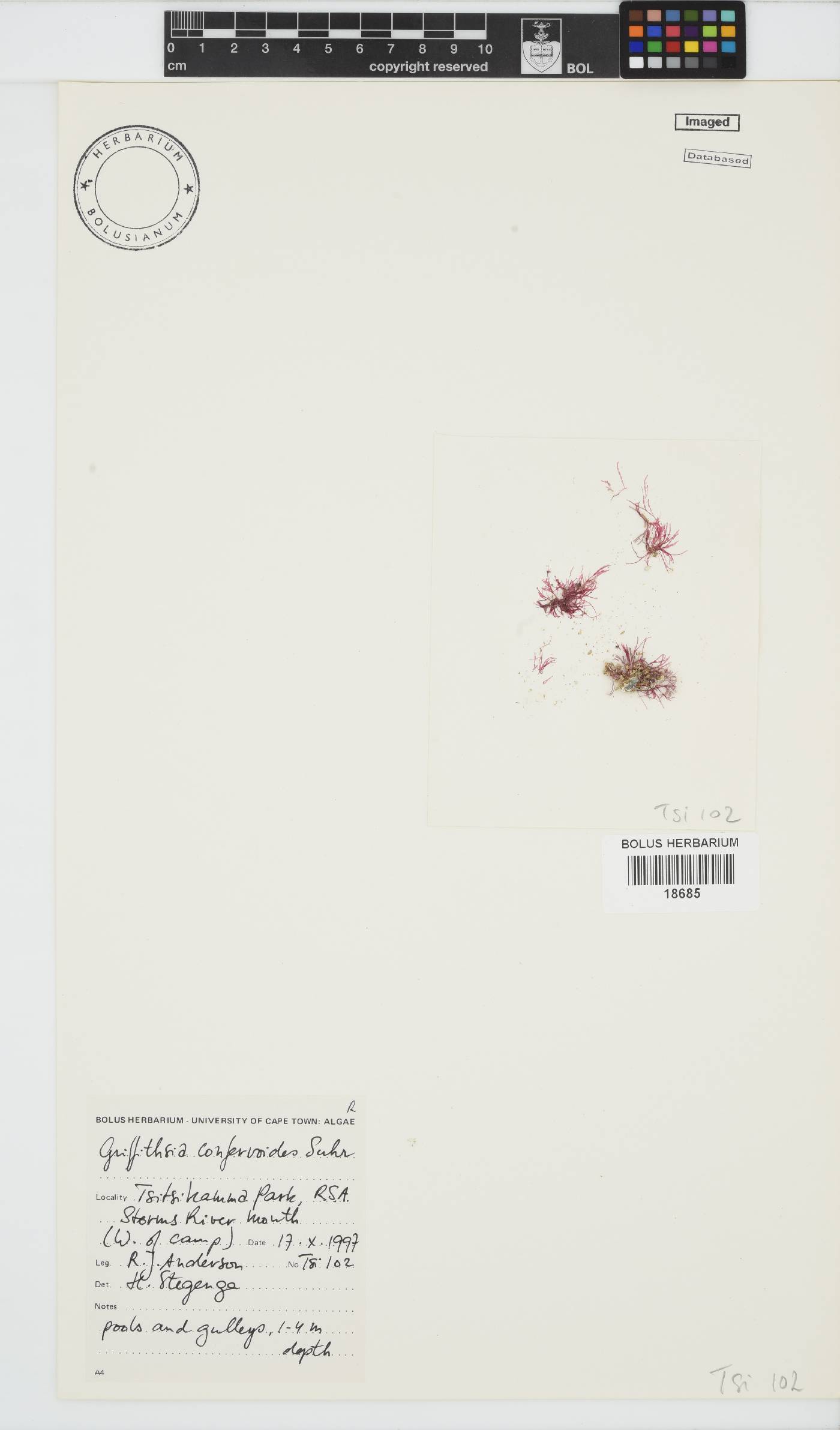 Griffithsia confervoides image