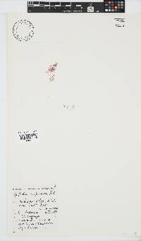 Griffithsia confervoides image