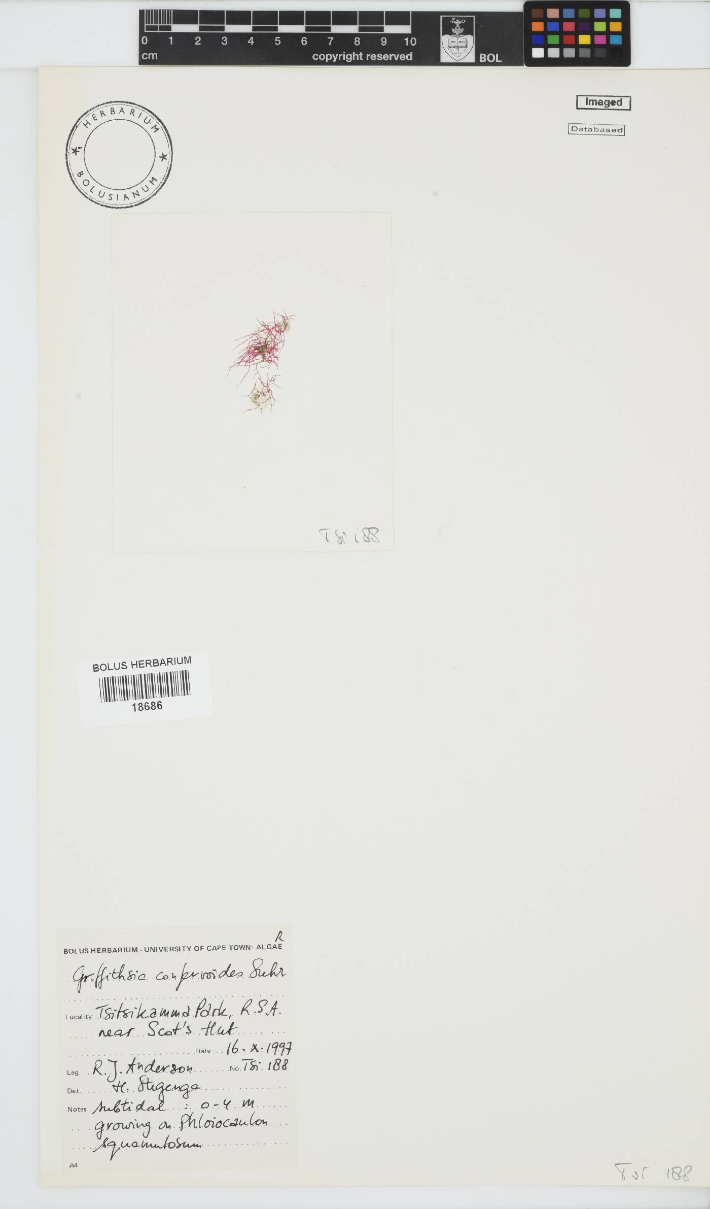 Griffithsia confervoides image
