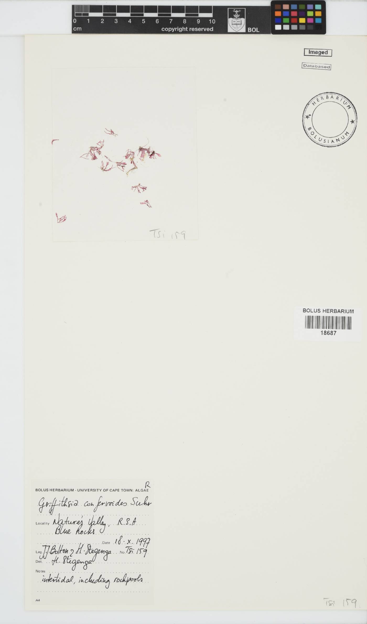 Griffithsia confervoides image