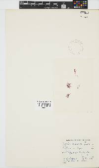 Griffithsia confervoides image