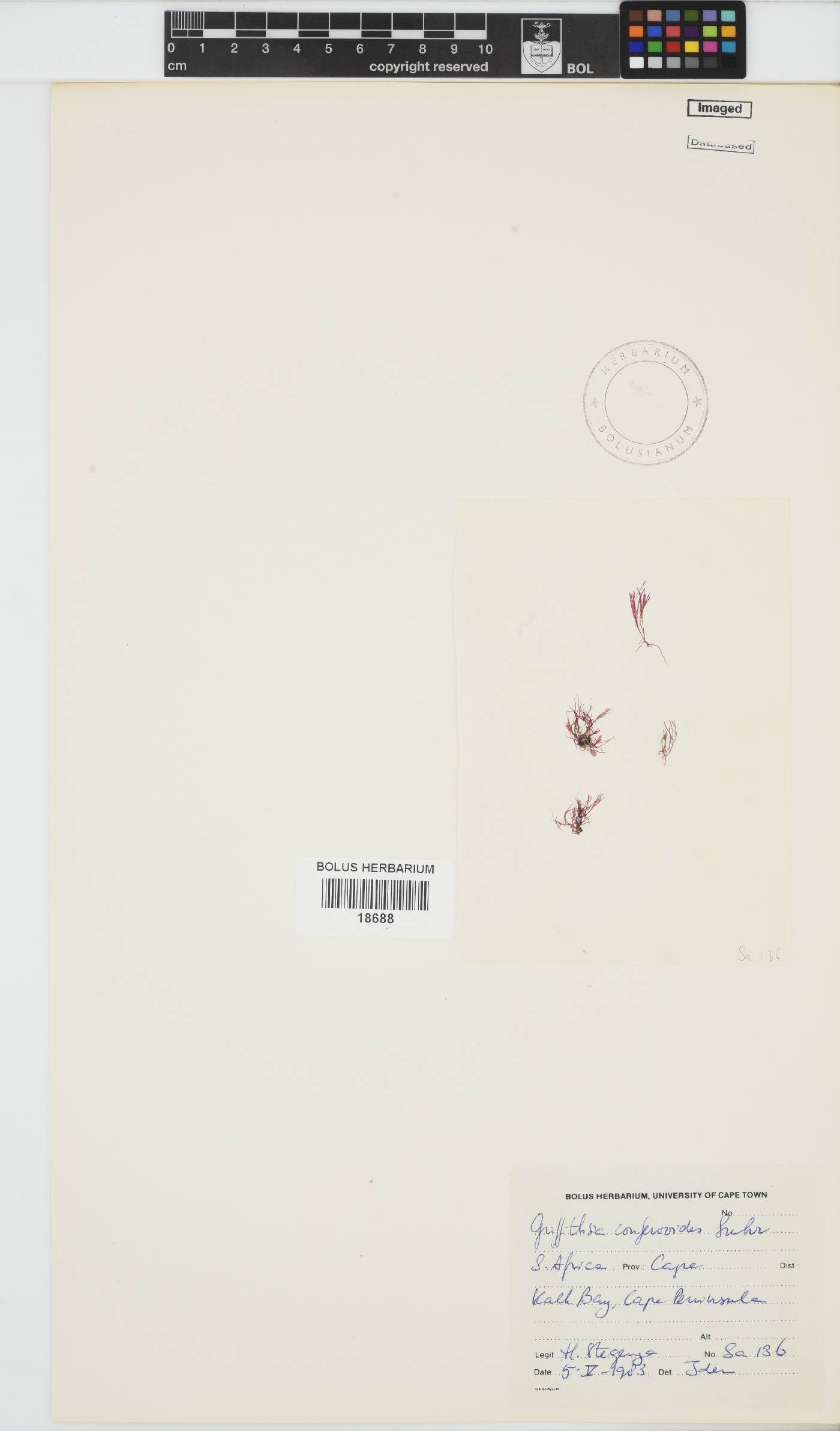 Griffithsia confervoides image