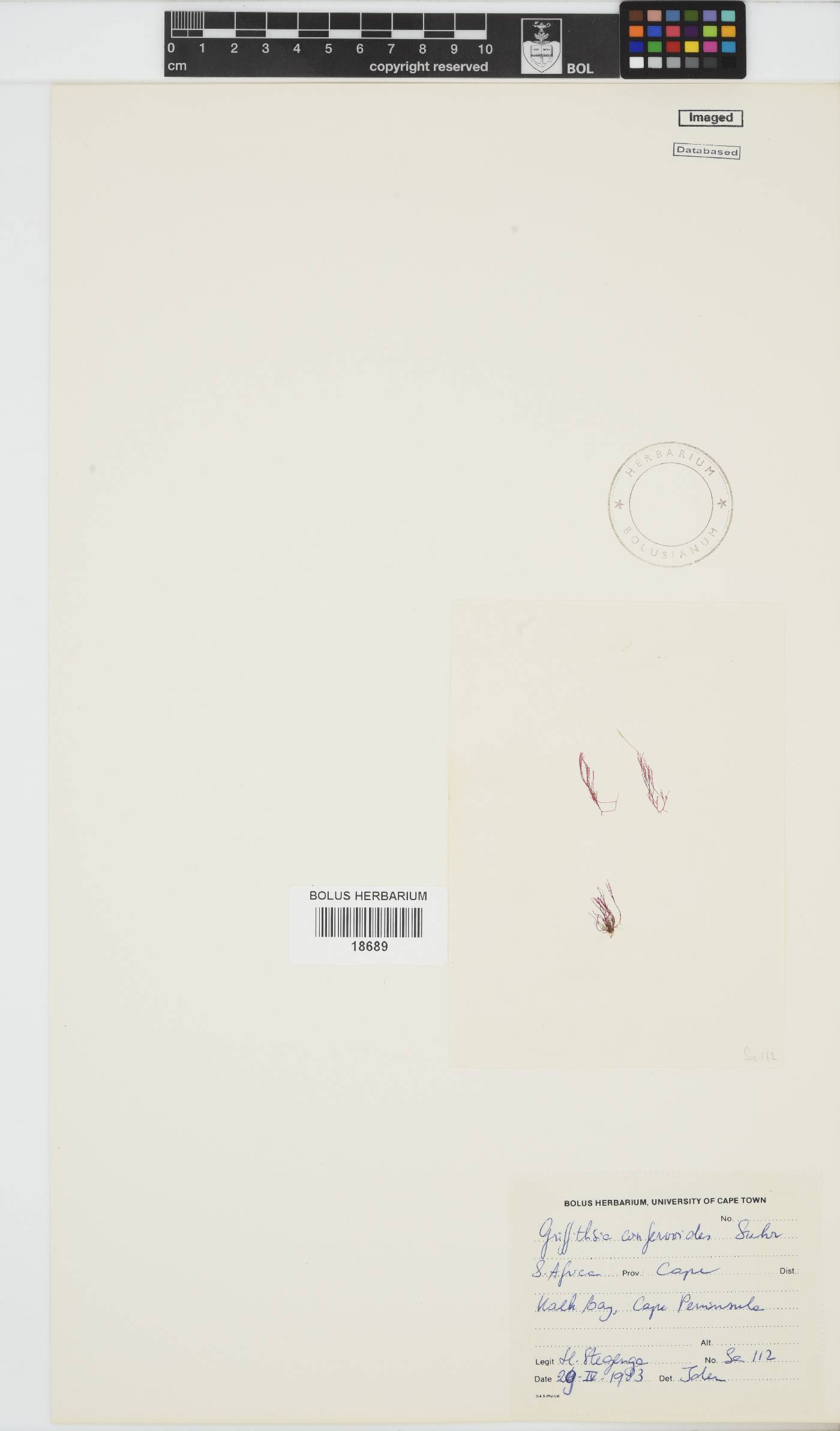 Griffithsia confervoides image
