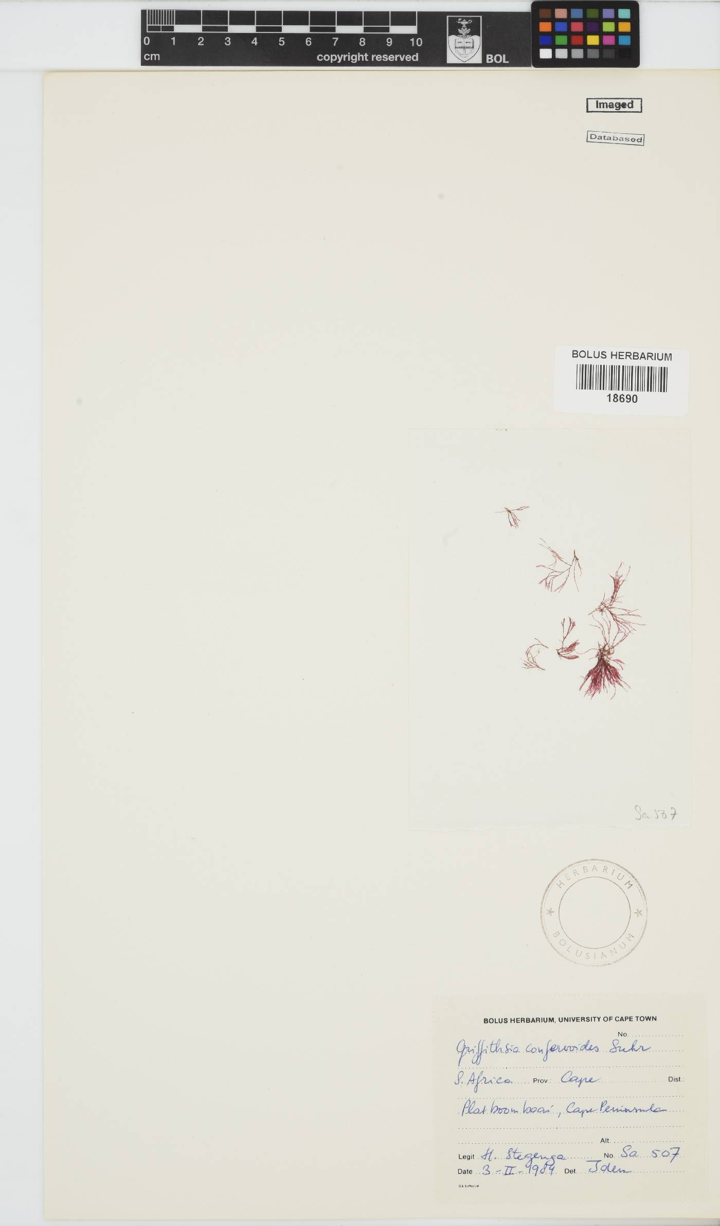 Griffithsia confervoides image