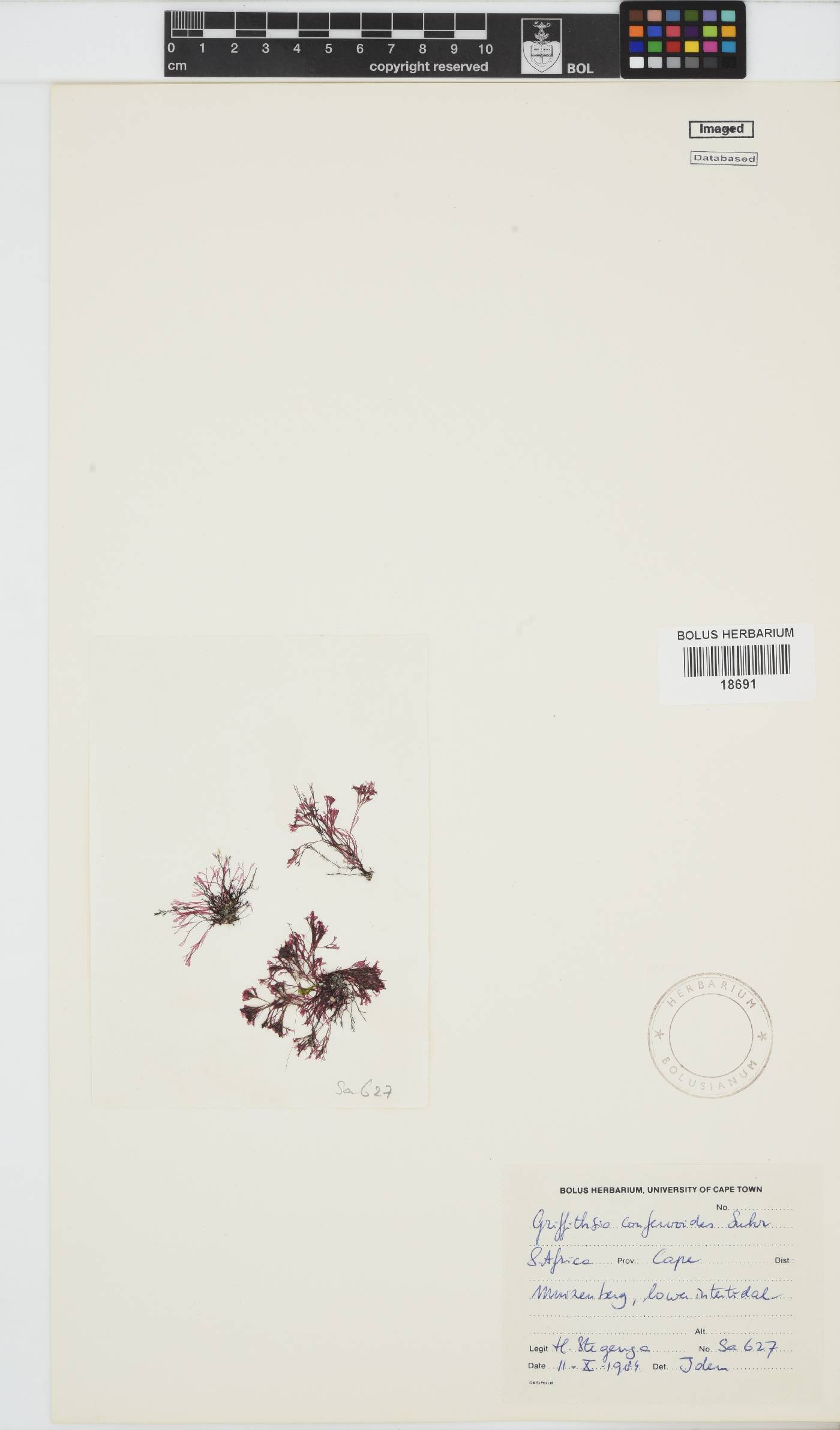 Griffithsia confervoides image
