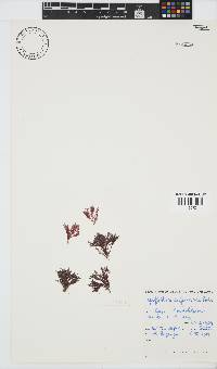 Griffithsia confervoides image