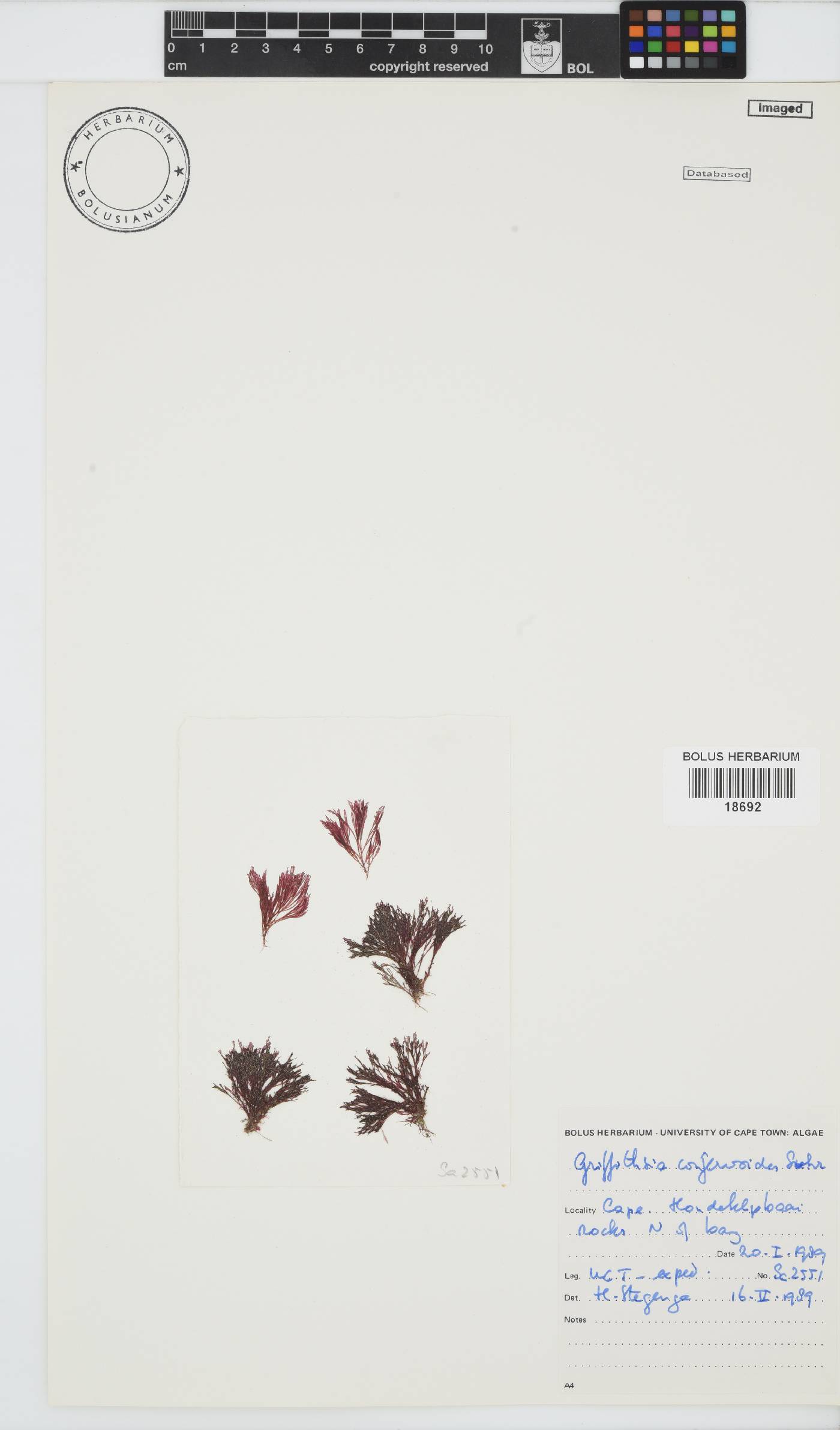 Griffithsia confervoides image