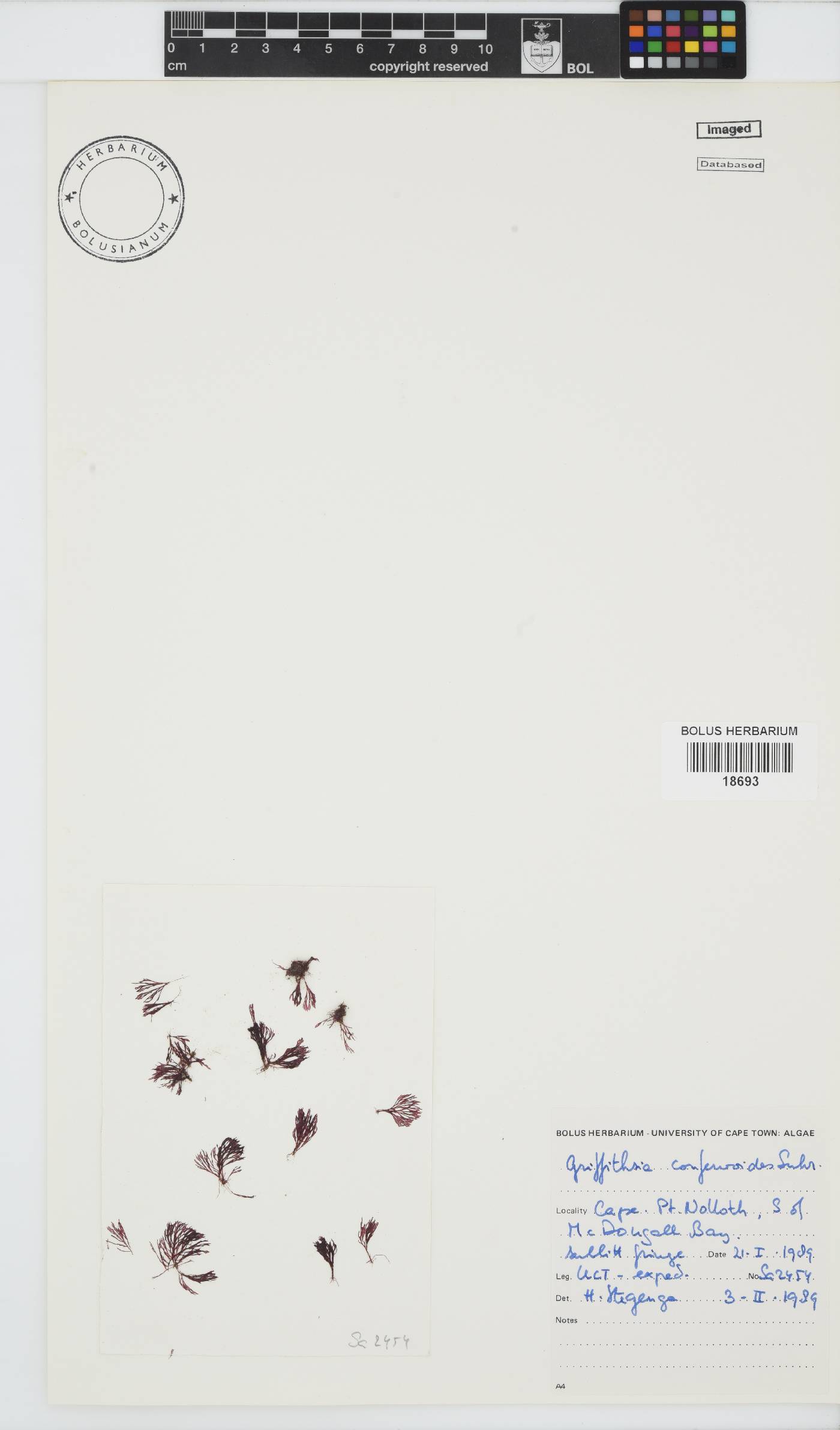 Wrangeliaceae image
