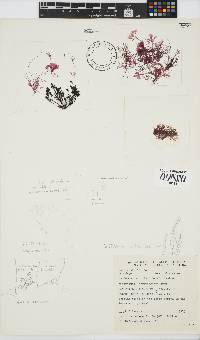 Griffithsia confervoides image