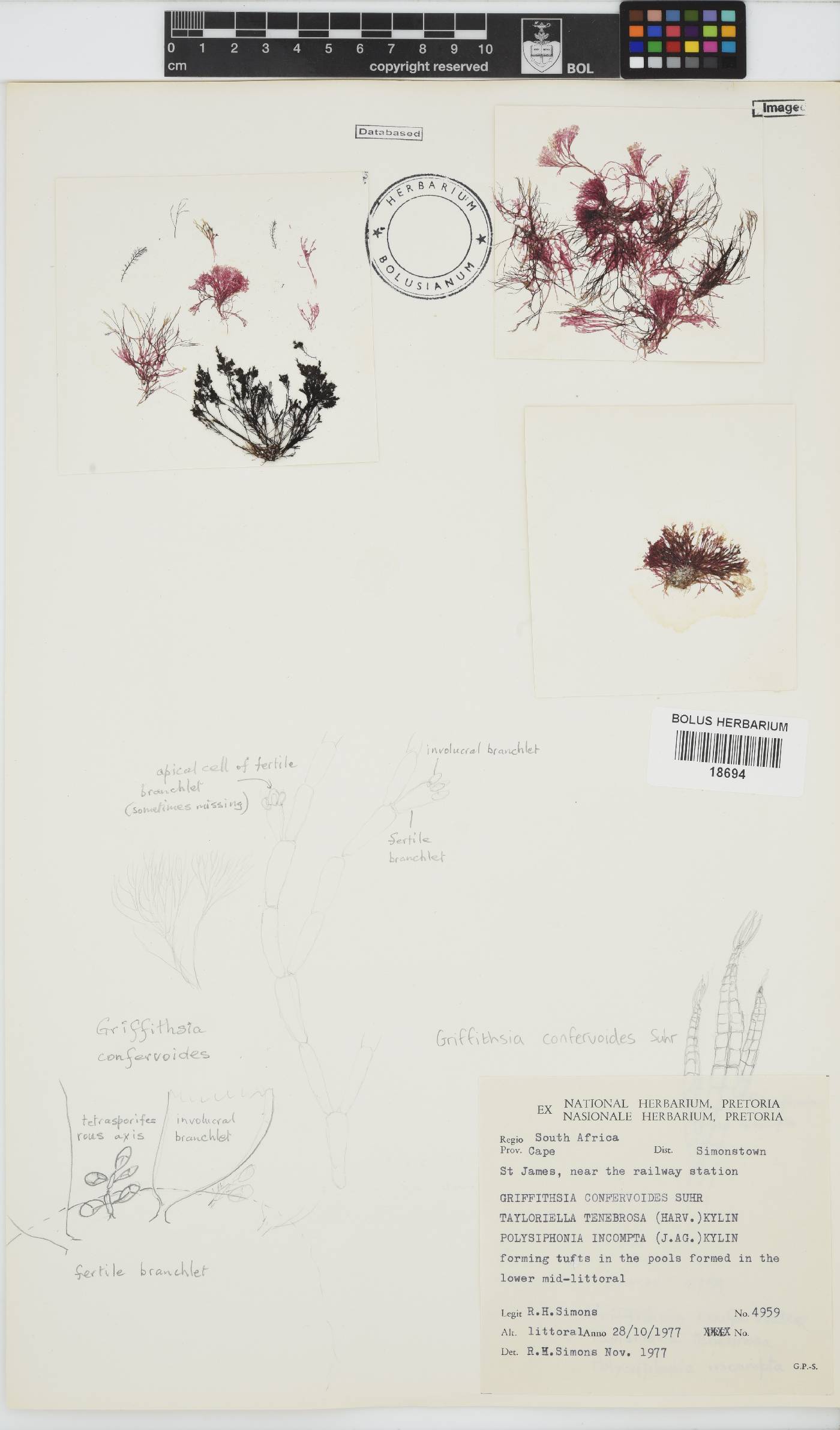 Griffithsia confervoides image