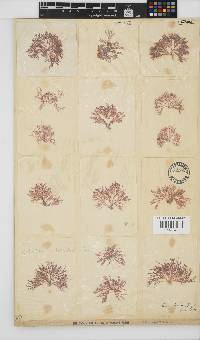 Griffithsia confervoides image
