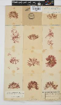 Griffithsia confervoides image