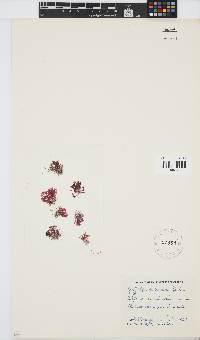 Griffithsia confervoides image