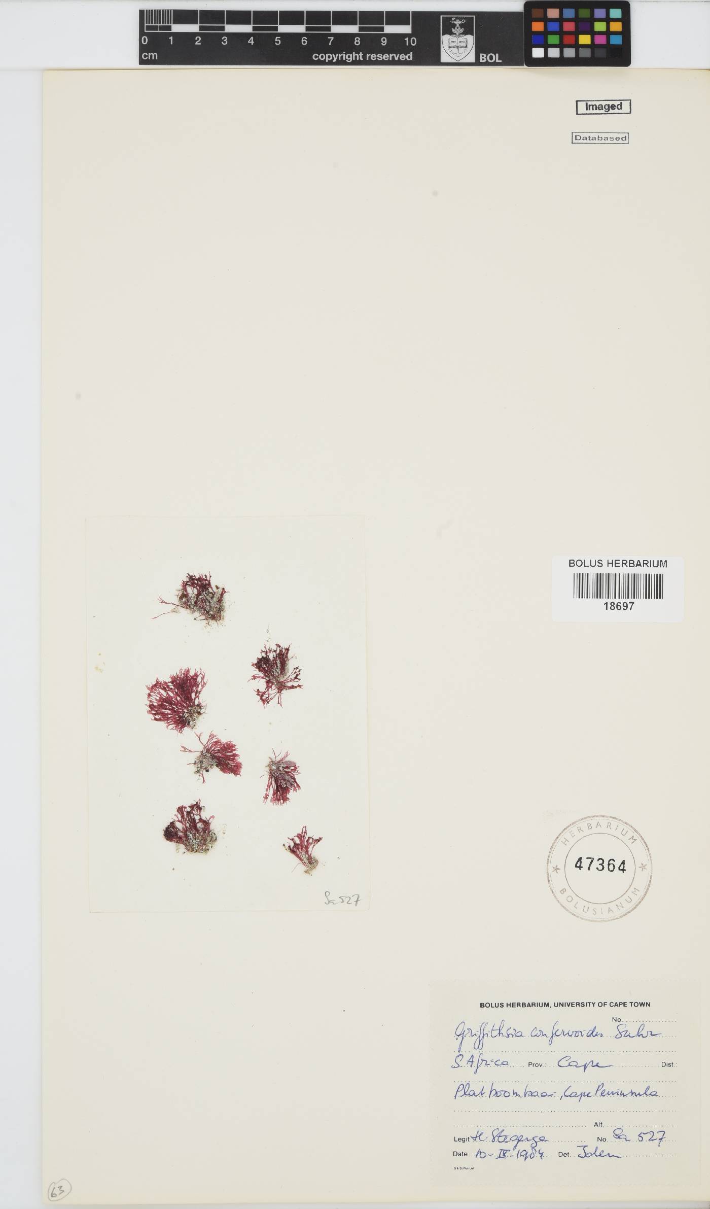 Griffithsia confervoides image