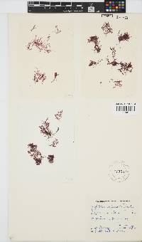 Griffithsia confervoides image