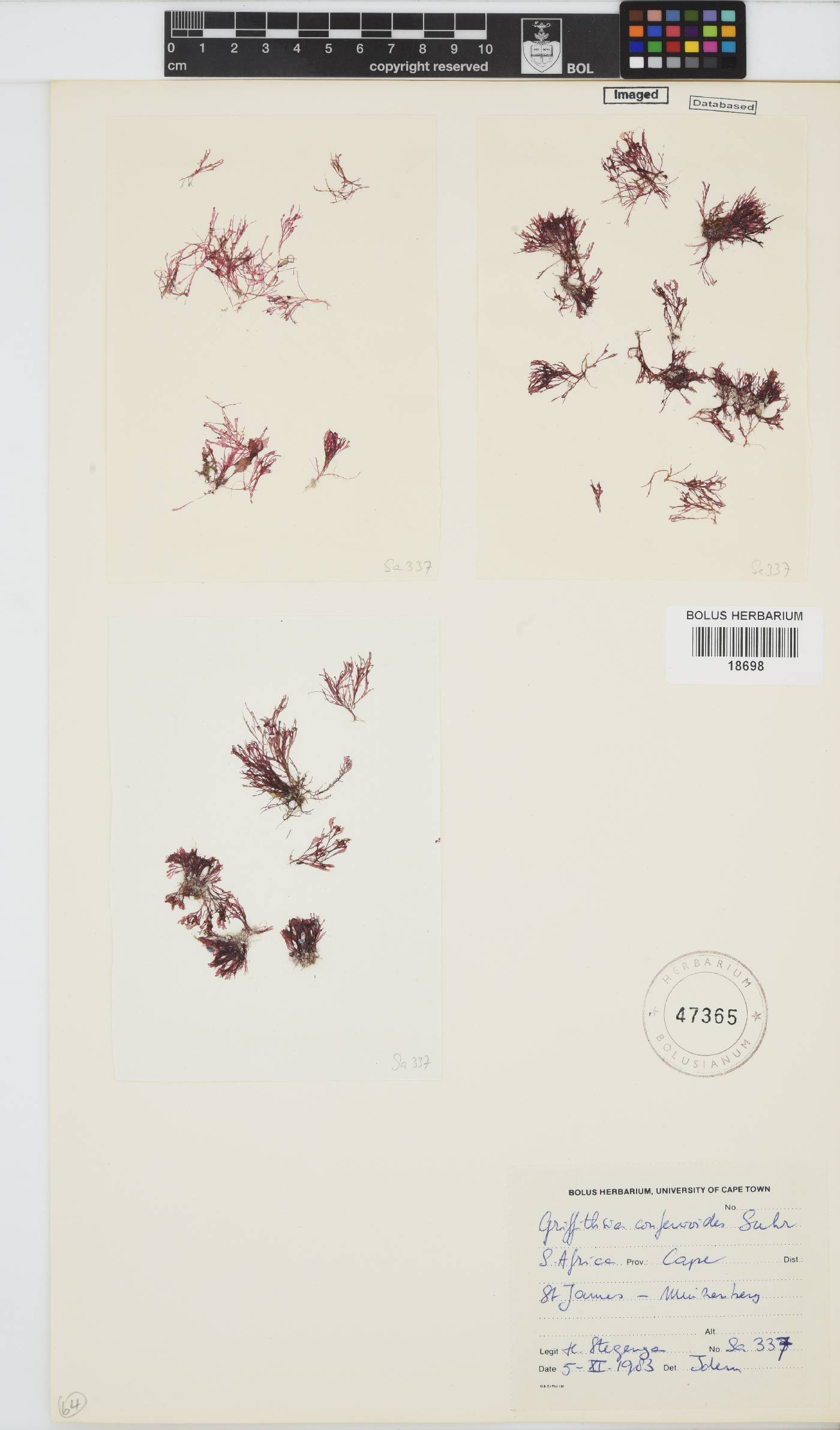 Griffithsia confervoides image