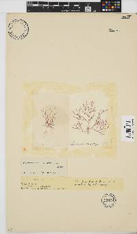 Griffithsia confervoides image