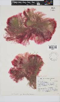 Image of Anotrichium furcellatum