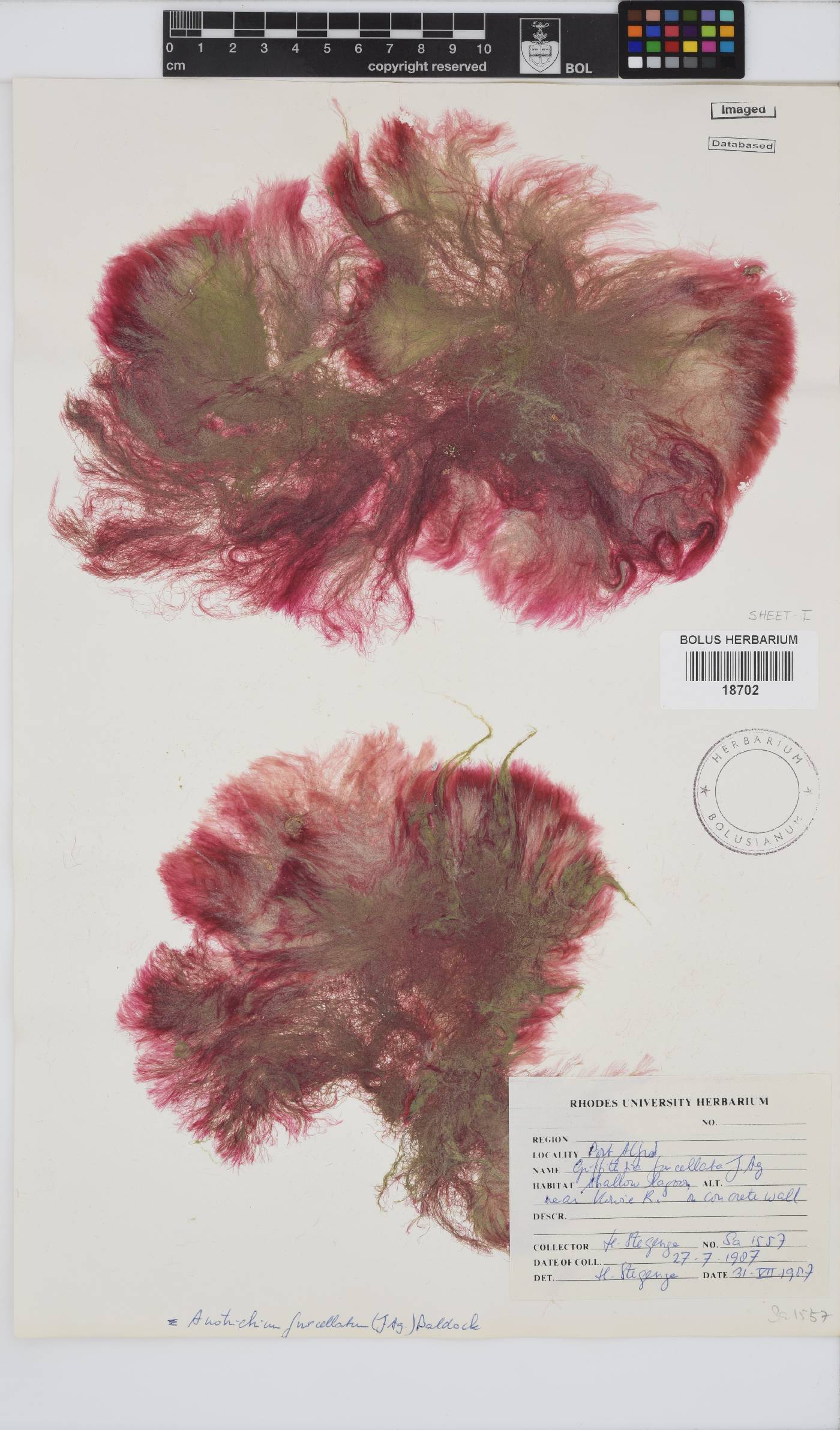 Anotrichium furcellatum image