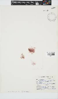 Anotrichium furcellatum image