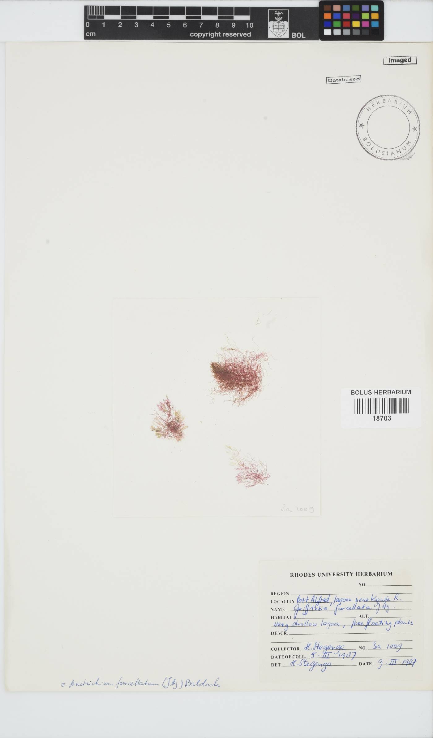 Anotrichium furcellatum image