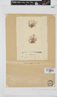 Image of Anotrichium secundum