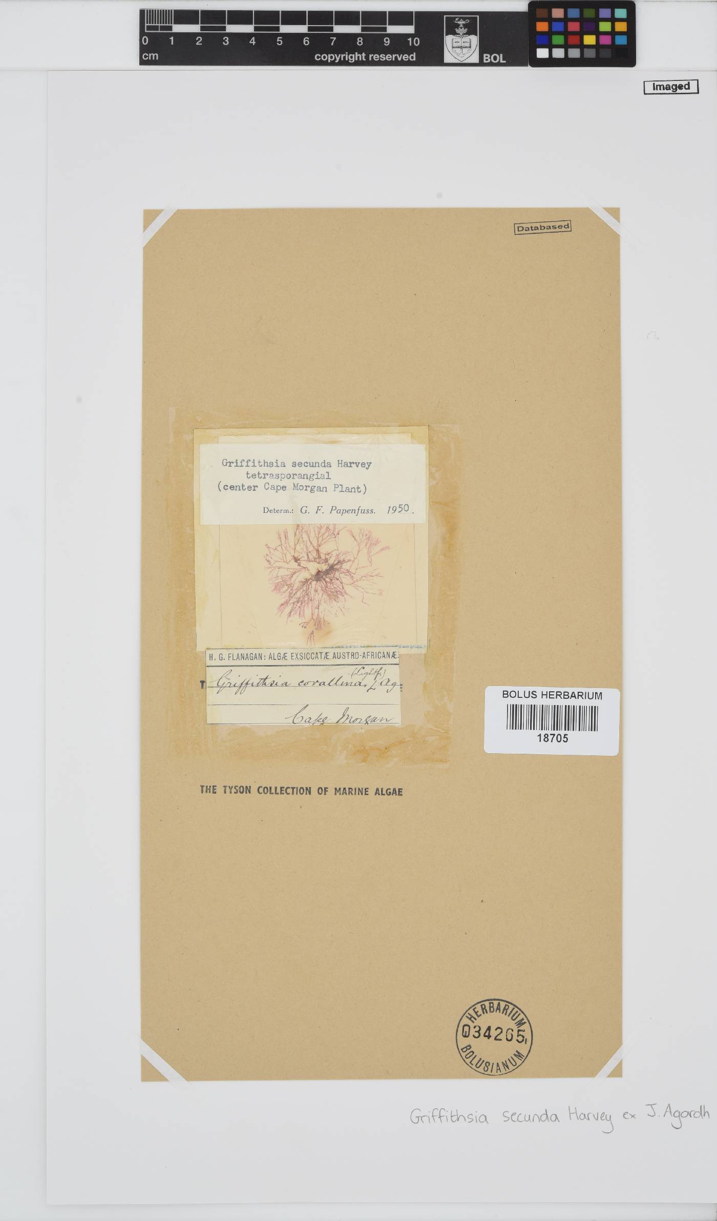 Anotrichium secundum image