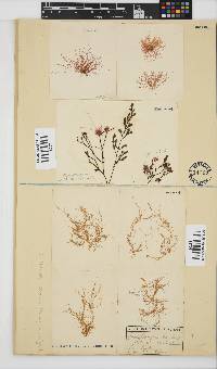Anotrichium secundum image