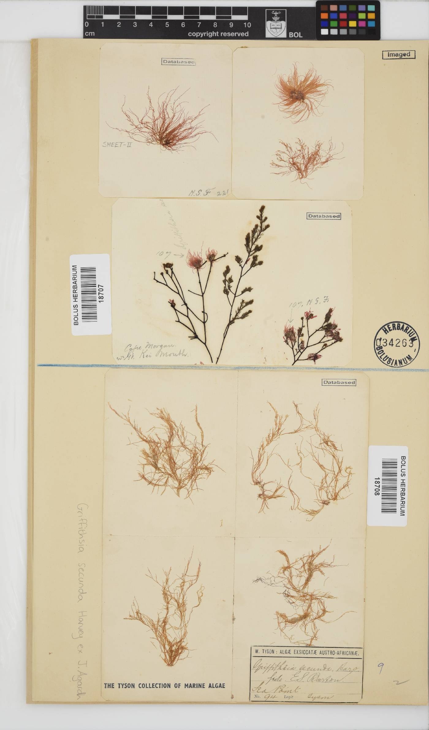 Anotrichium secundum image