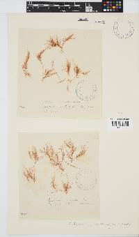 Anotrichium secundum image
