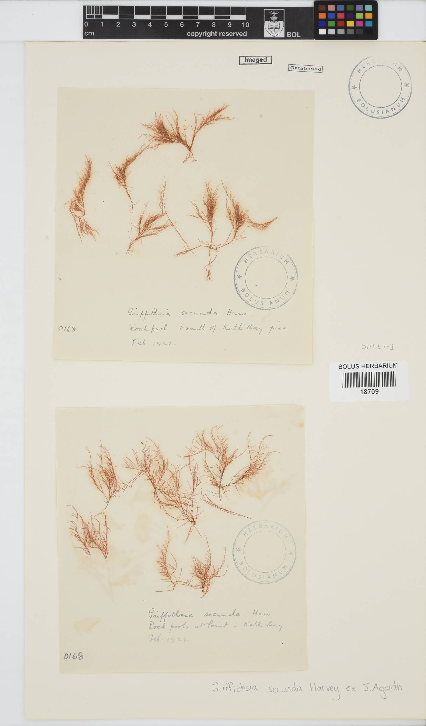 Wrangeliaceae image